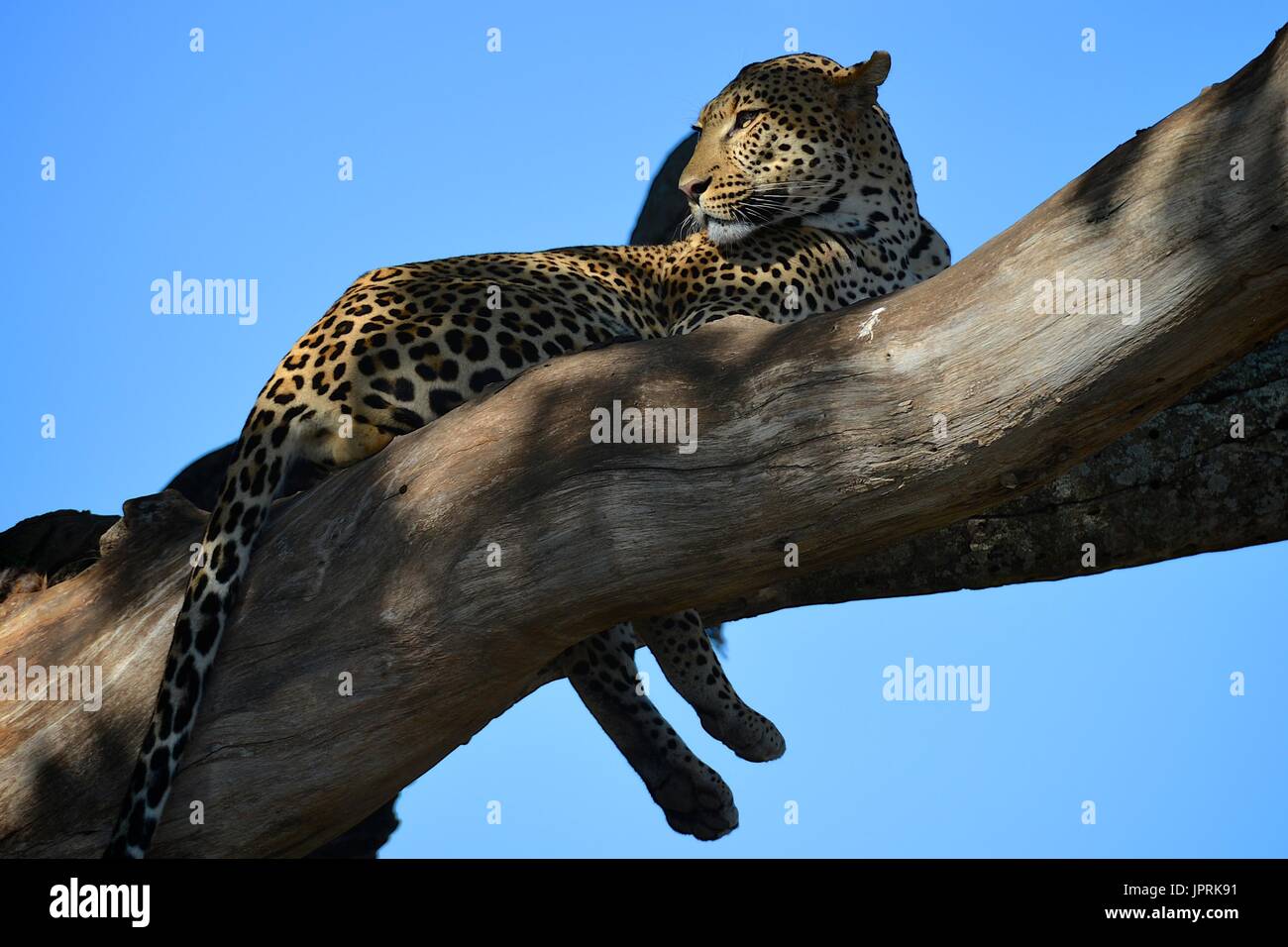 Lazy leopardi appendere fuori del parco nazionale del Serengeti della Tanzania, africa. Foto Stock