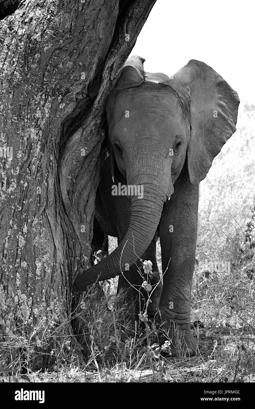 Gli elefanti vagano per il Serengeti Foto Stock