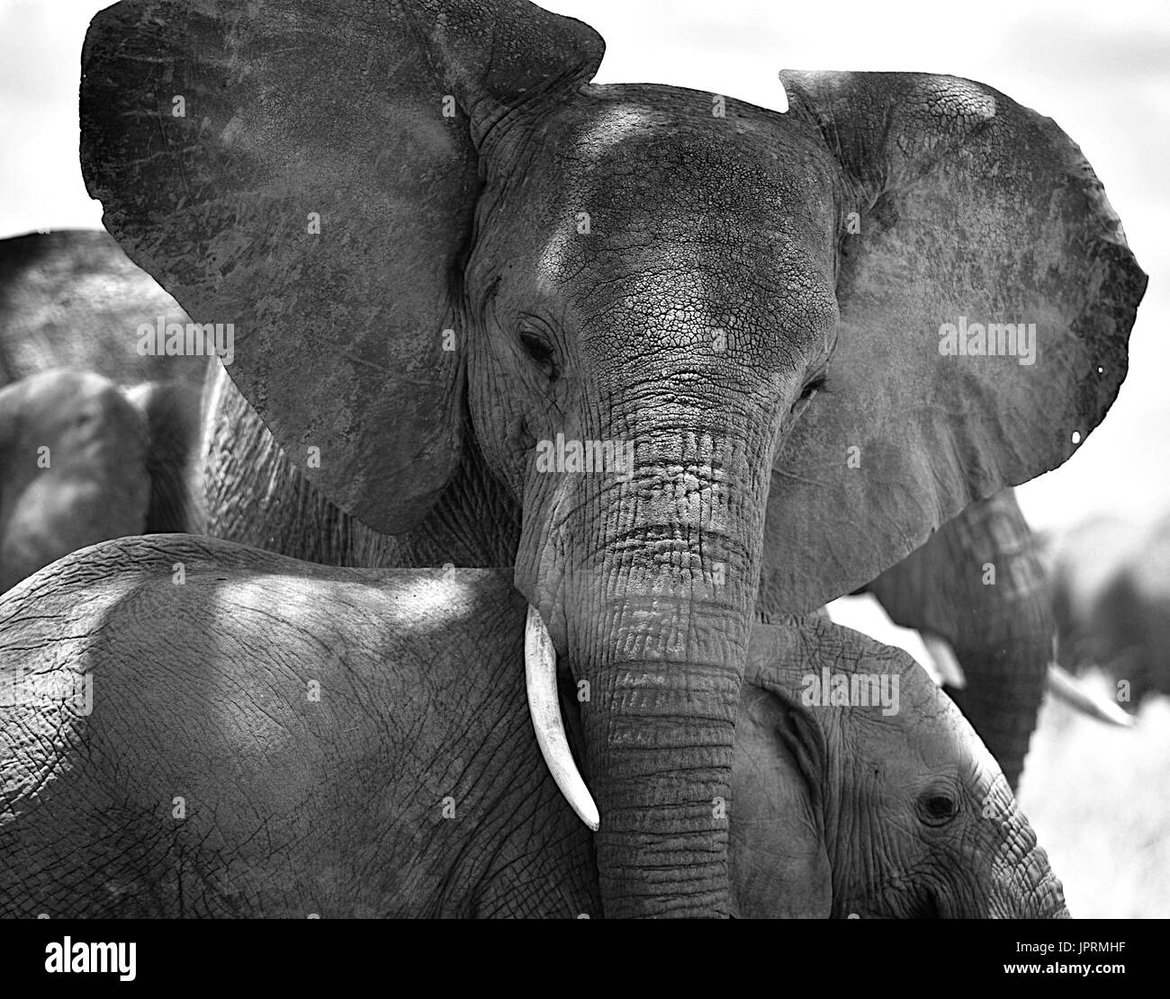 Gli elefanti vagano per il Serengeti Foto Stock
