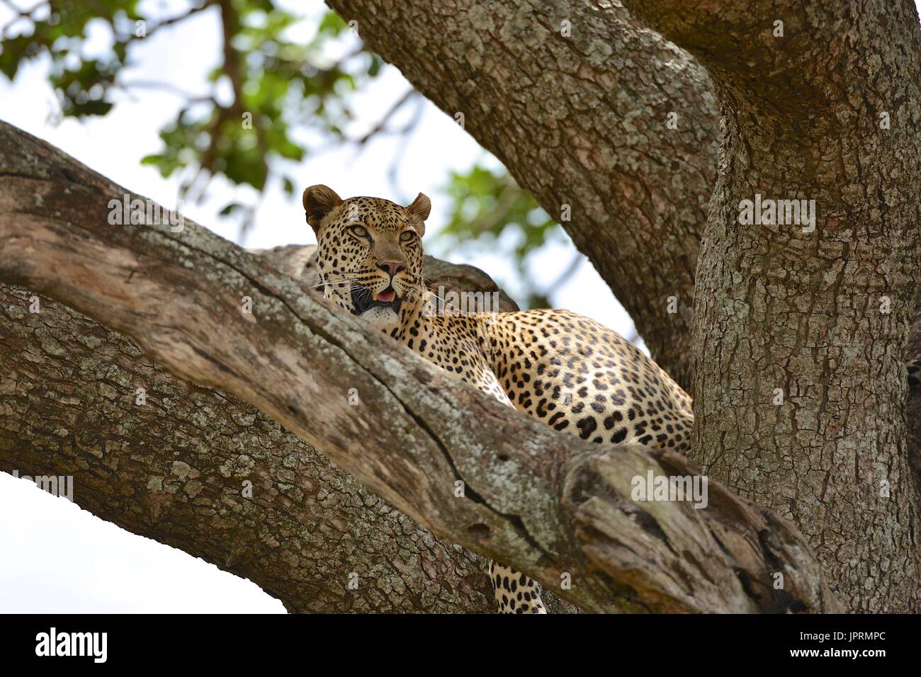 Lazy Leopard in un albero di acacia nel Serengeti. Foto Stock