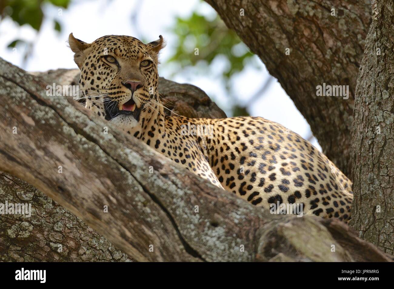 Lazy Leopard in un albero di acacia nel Serengeti. Foto Stock