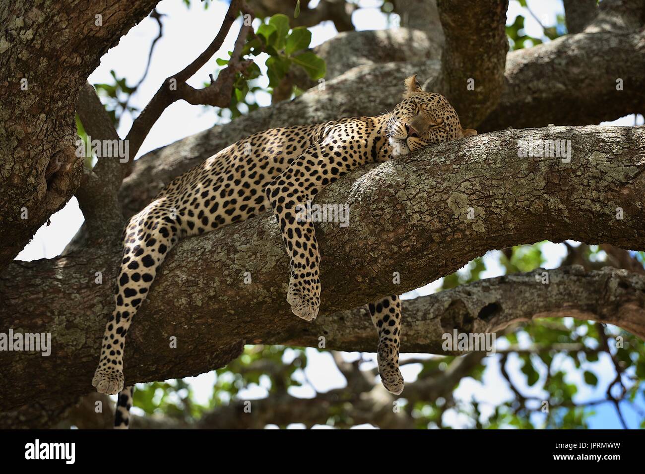 Lazy Leopard in un albero di acacia nel Serengeti. Foto Stock