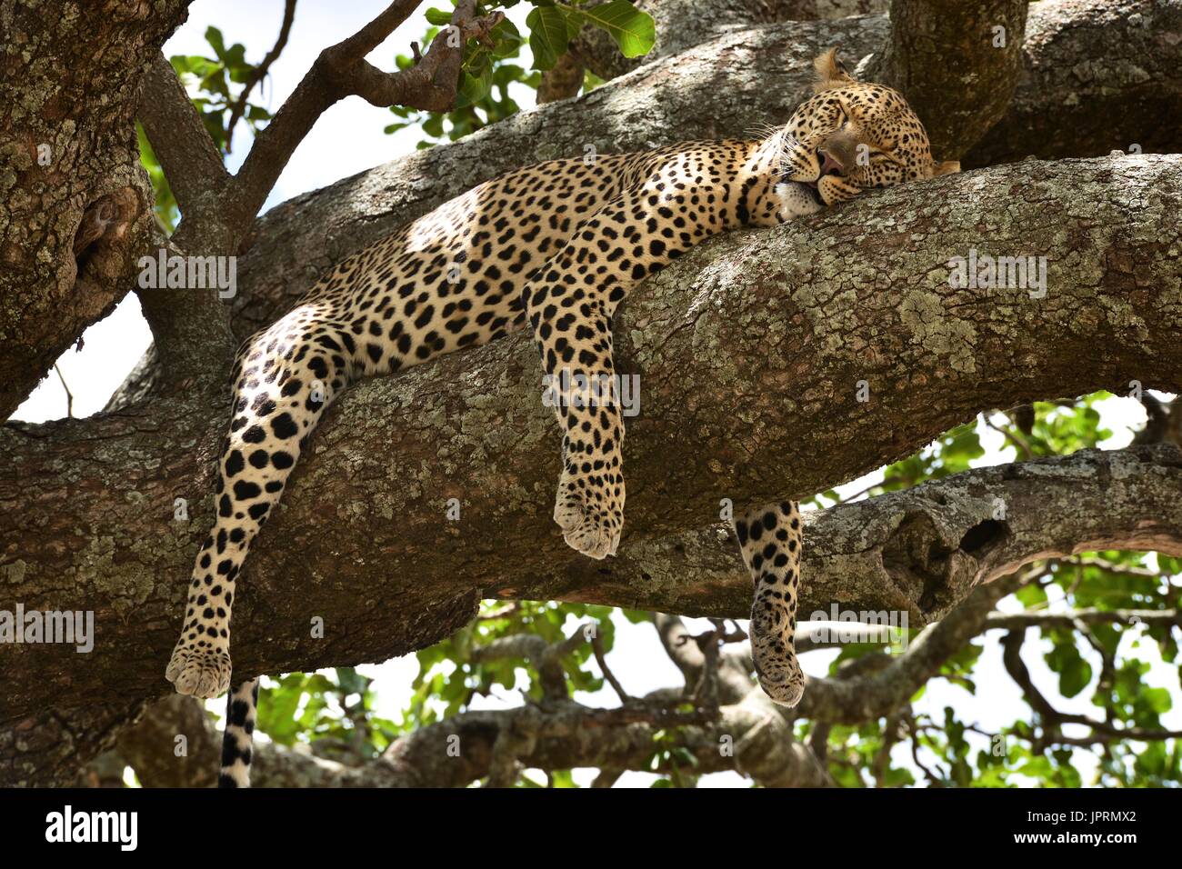 Leopard richiede tempo per riposare sul ramo di un albero nel Parco Nazionale del Serengeti. Foto Stock