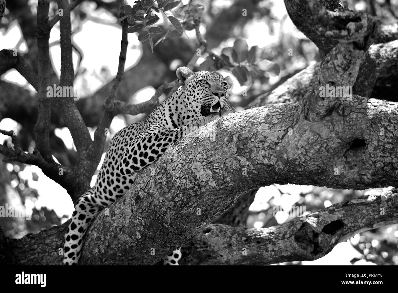 Lazy leopard in un albero di acacia nel Serengeti. Foto Stock
