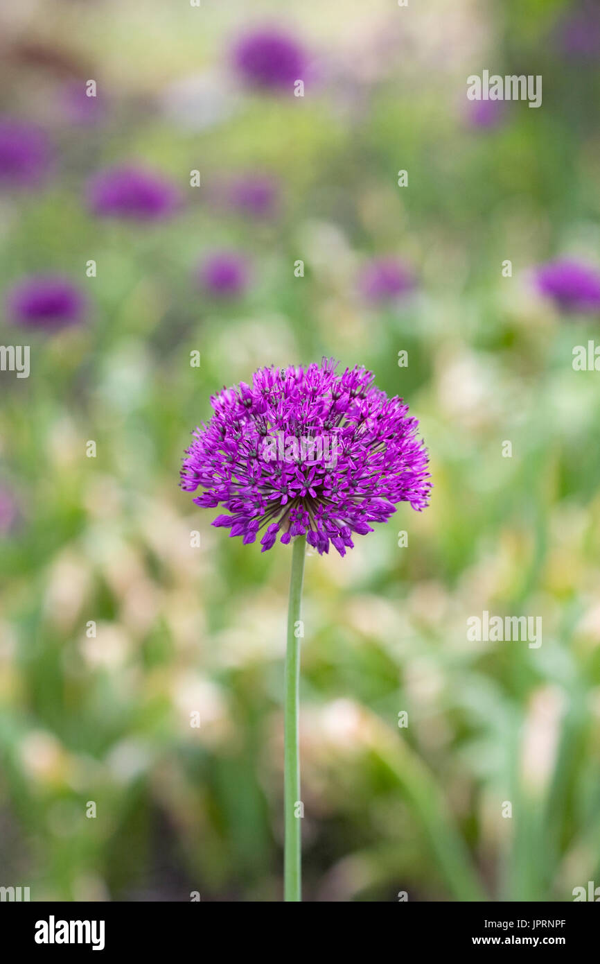 Allium hollandicum 'viola sensazione' in un giardino inglese. Foto Stock