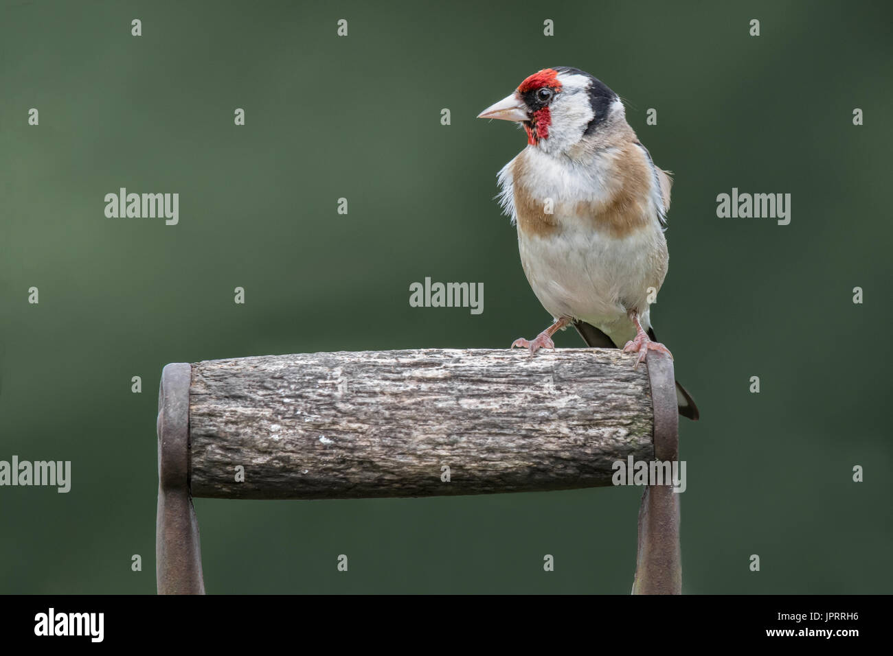 Cardellino appollaiato su un giardino vanga o forcella maniglia guardando a sinistra con spazio per il testo Foto Stock