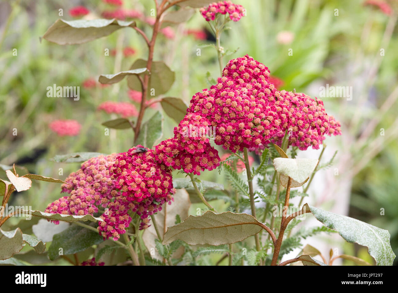 Achillea millefolium " Red Velvet" Foto Stock