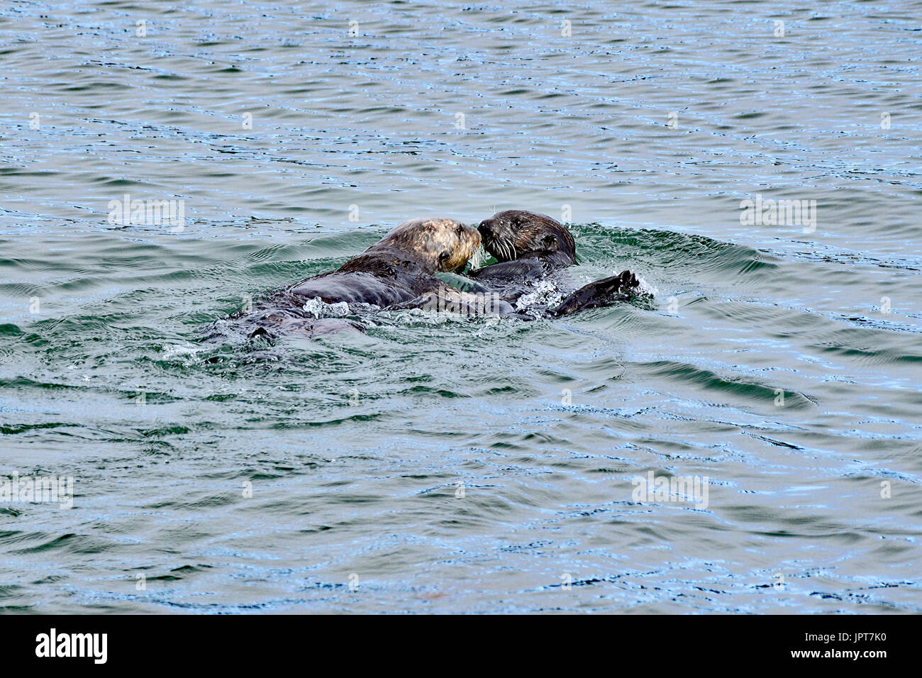 Le lontre marine Kissing Foto Stock