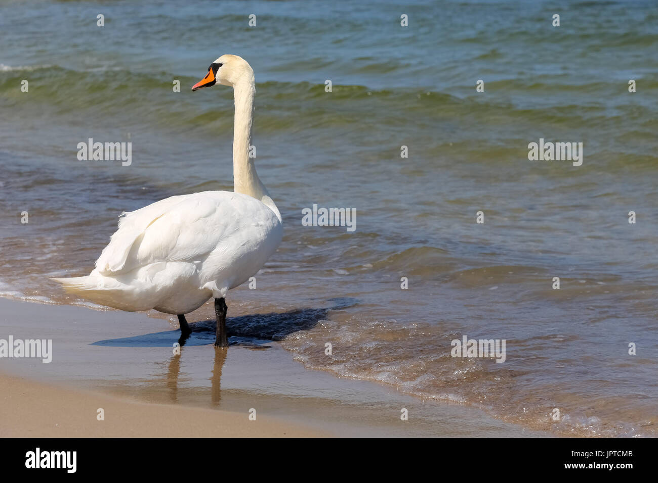 Il White Swan arrestato in corrispondenza di una spiaggia in riva al mare e guardava intorno a. Si vede sul mar Baltico a riva in Kolobrzeg in Polonia Foto Stock