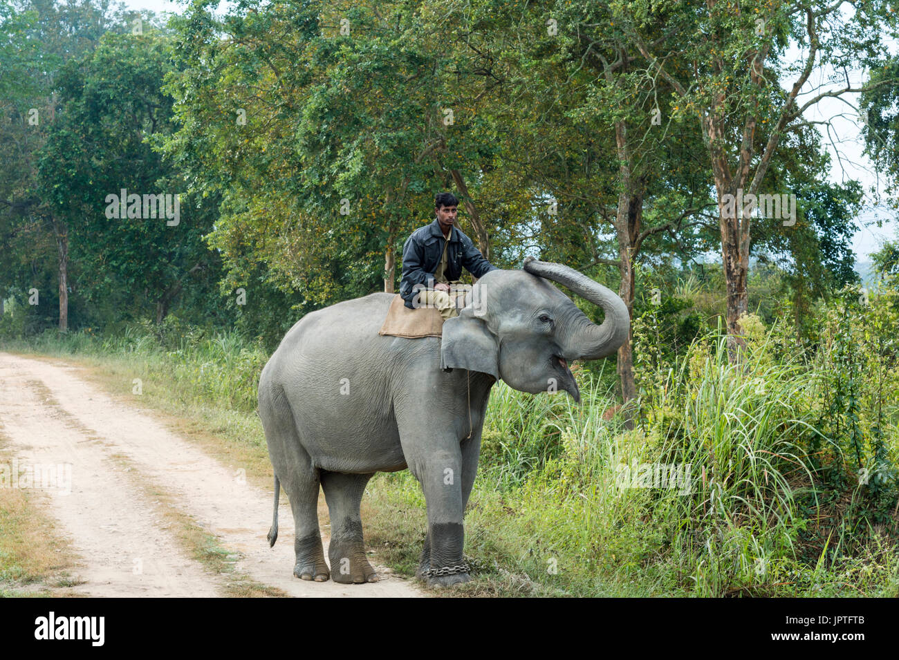 Mahout cavalcare un elefante indiano (Elephas maximus indicus) su una strada sterrata, il Parco Nazionale di Kaziranga, Assam, India Foto Stock