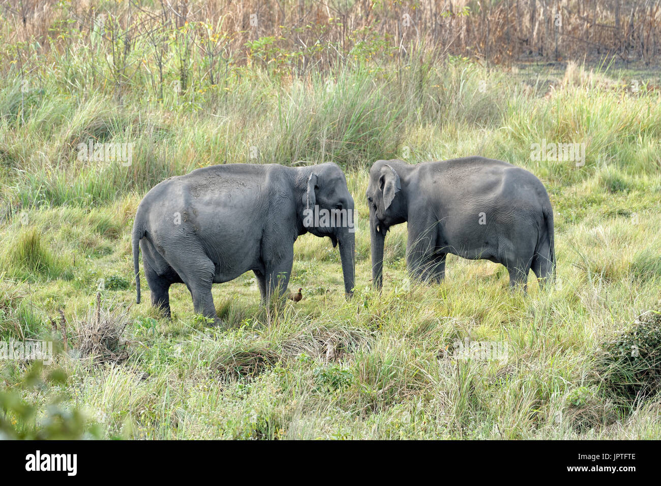 Due elefante indiano (Elephas maximus indicus) alimentazione, il Parco Nazionale di Kaziranga, Assam, India Foto Stock