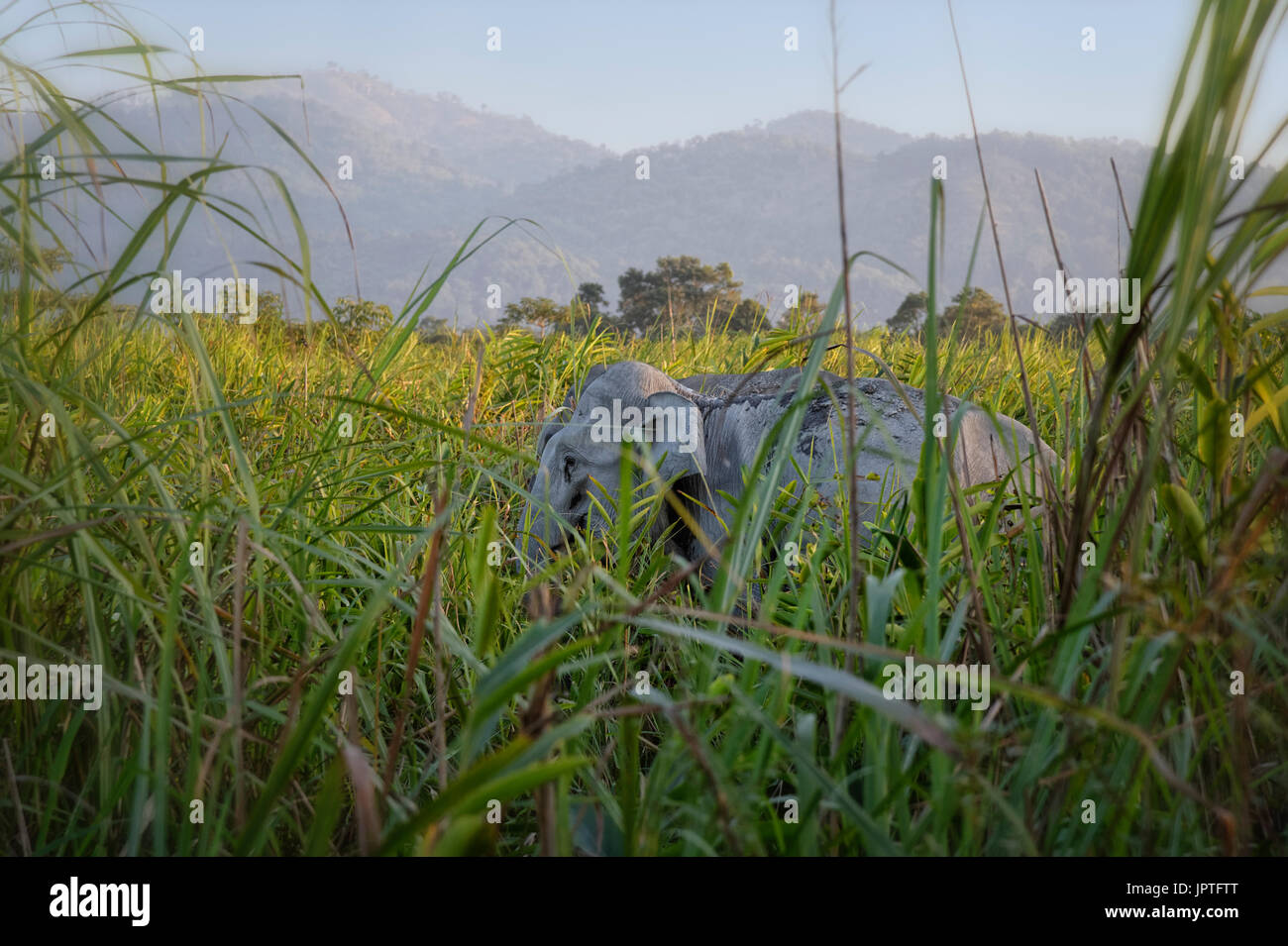 Wild elefante indiano (Elephas maximus indicus) nascosta in erba elefante, il Parco Nazionale di Kaziranga, Assam, India Foto Stock