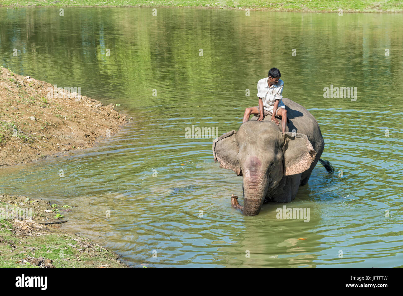 Lavaggio Mahout il suo elefante indiano (Elephas maximus indicus) nel fiume, il Parco Nazionale di Kaziranga, Assam, India Foto Stock