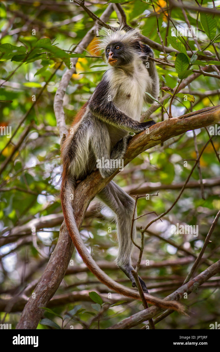 Zanzibar Red Colobus - Piliocolobus kirkii, Zanzibar, Tanzania Foto Stock