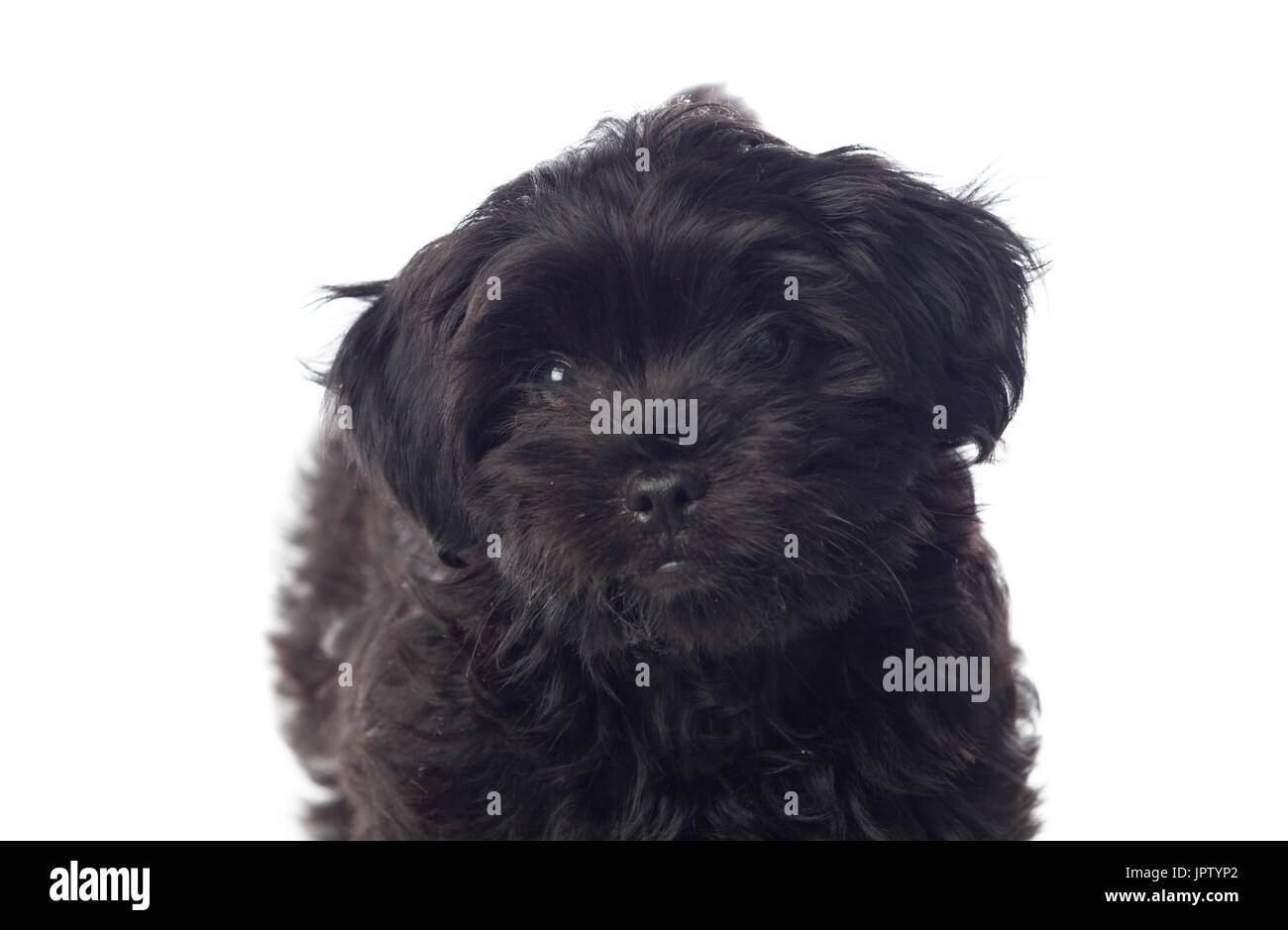 Bella black dog pekingese isolato su uno sfondo bianco Foto Stock