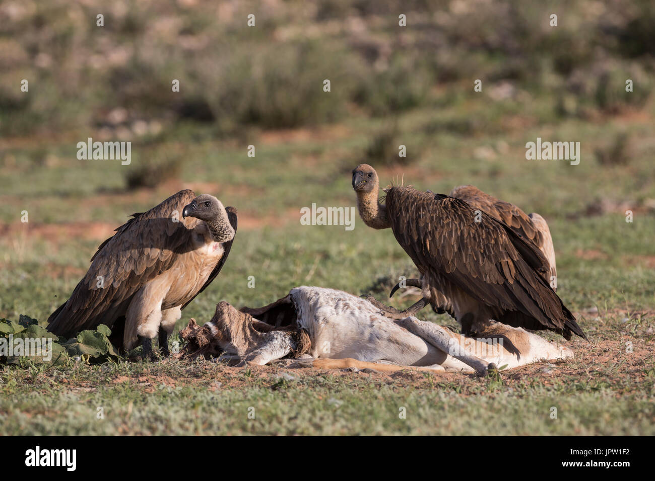 Whitebacked grifone (Gyps africanus) sulla carcassa, Kgalagadi parco transfrontaliero, Sud Africa, Gennaio 2017 Foto Stock