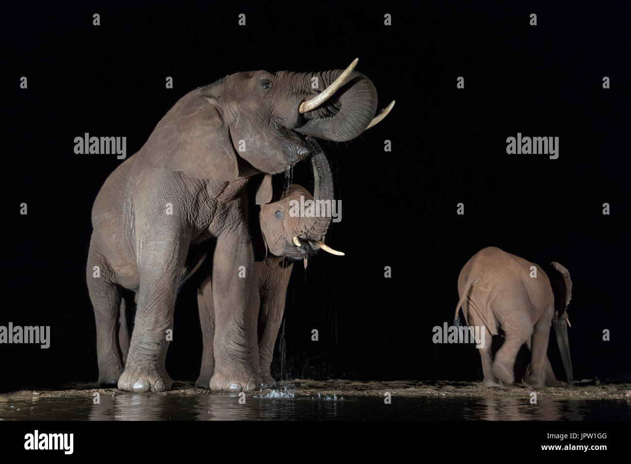 Elefante africano (Loxodonta africana) bere di notte, Zimanga riserva privata, KwaZulu-Natal, Sud Africa, maggio 2017 Foto Stock