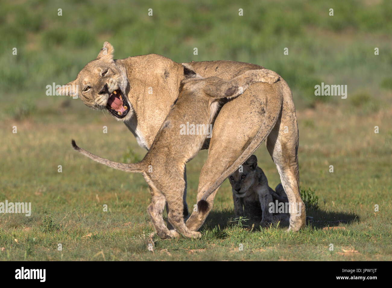 Leonessa (Panthera leo) con cub Kgalagadi parco transfrontaliero, Northern Cape, Sud Africa, Febbraio 2017 Foto Stock