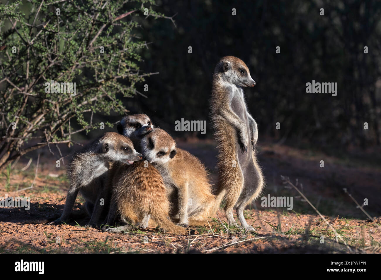 Meerkats (Suricata suricatta) toelettatura, Kgalagadi Parco transfrontaliero, Northern Cape, Sud Africa, Gennaio 2017 Foto Stock