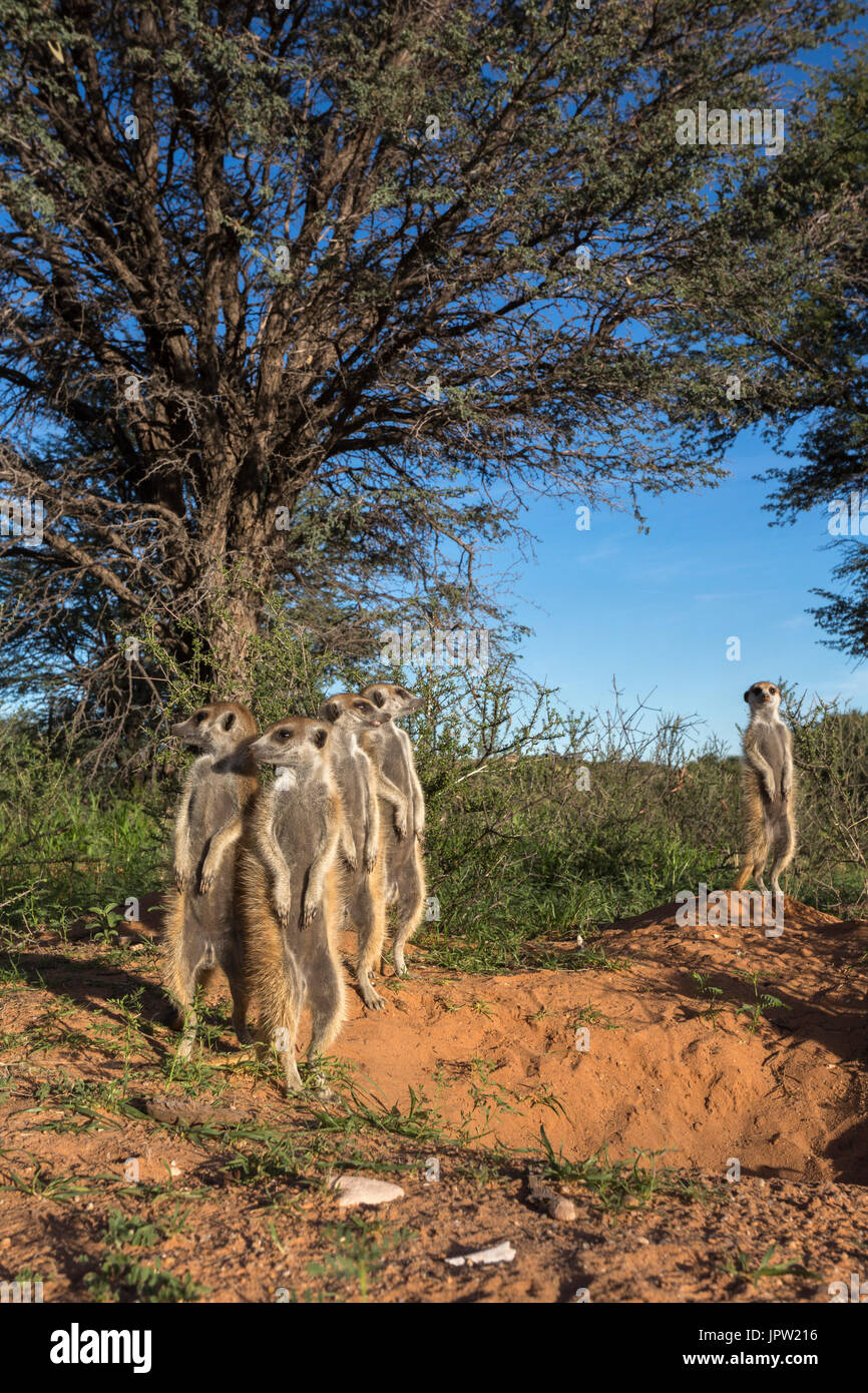 Meerkats (Suricata suricatta), Kgalagadi Parco transfrontaliero, Northern Cape, Sud Africa, Gennaio 2017 Foto Stock