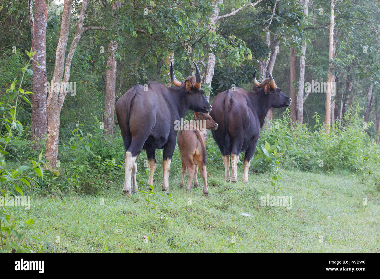 Il bisonte indiano (Bos gaurus) Foto Stock