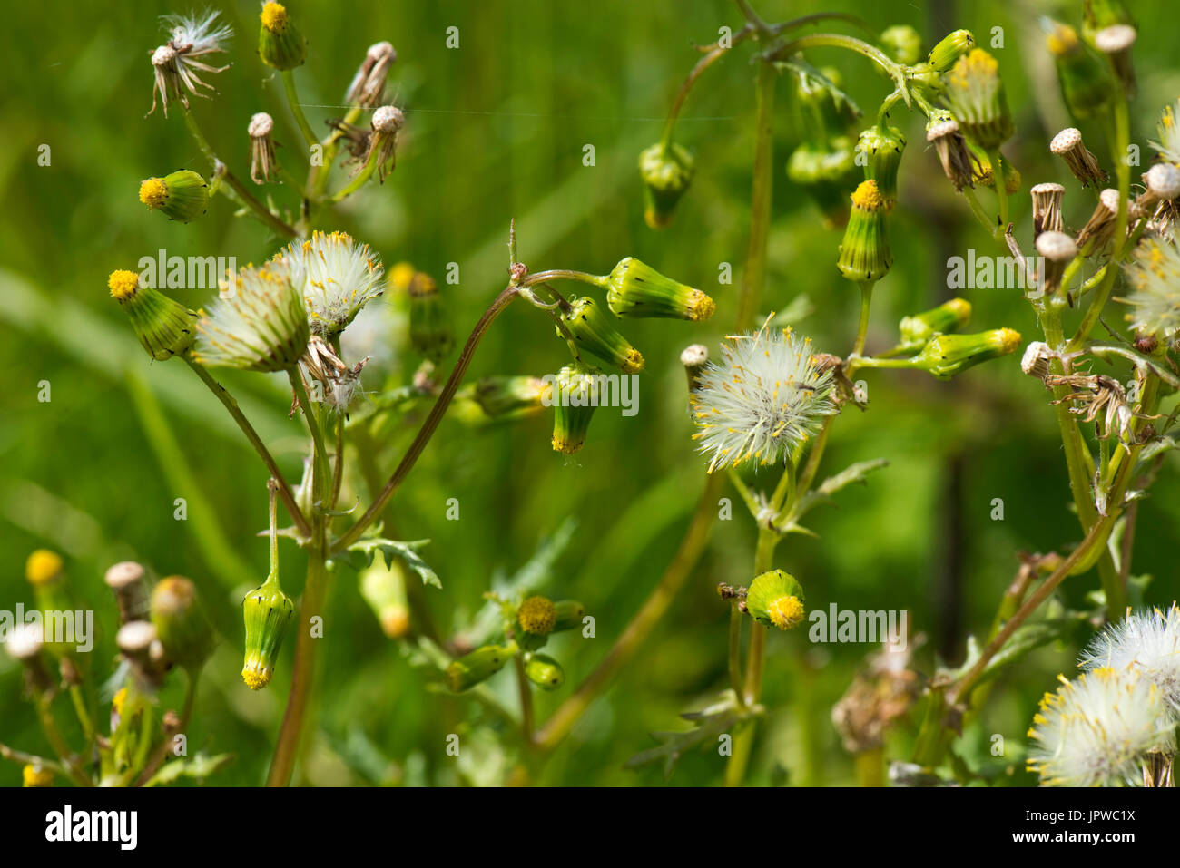 Fioritura groundsel, Senecio vulgaris, con soffici teste di seme pronto per disperdere, Berkshire, Giugno Foto Stock