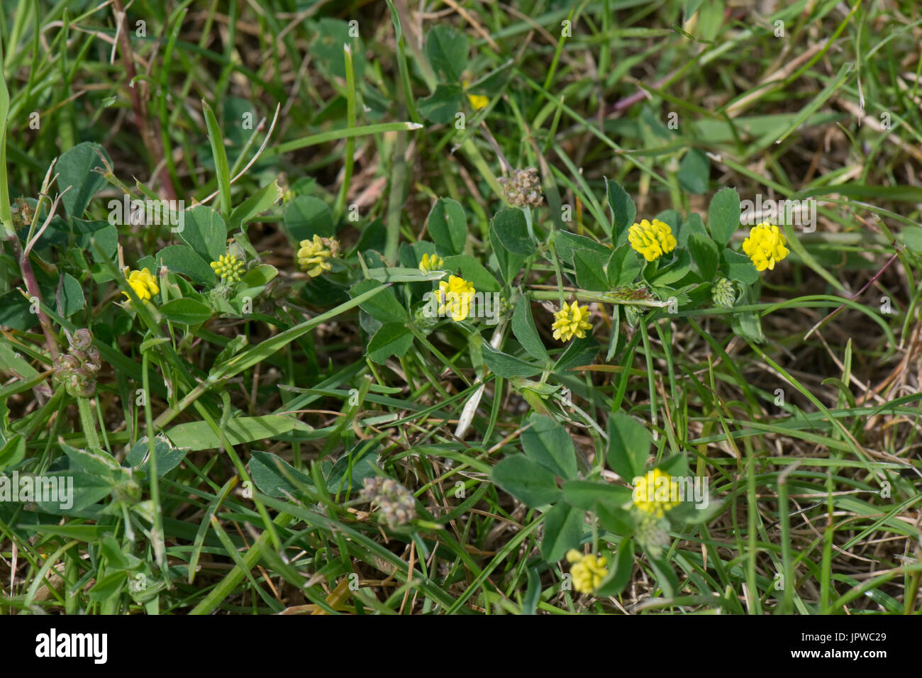 Fioritura giallo tenue, trifoglio Trifolium dubium, vegetali rappresentativi per l'Irlandese Shamrock, Berkshire, Giugno Foto Stock