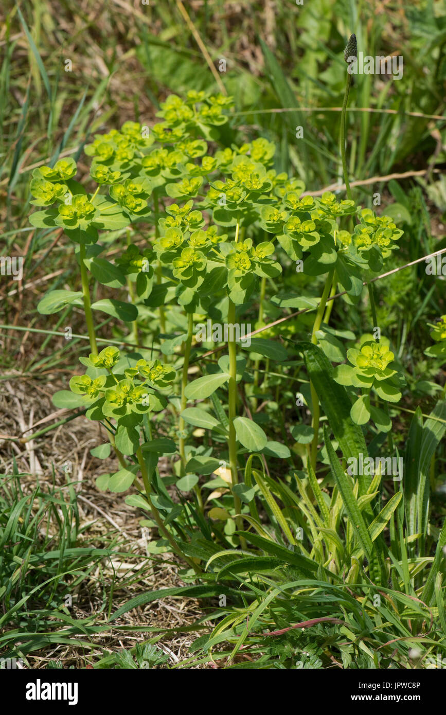 Sun di euforbia, Euphorbia helioscopia, annuale di piante coltivabili fioritura in rifiuti di terra arabile, Berkshire, Luglio Foto Stock