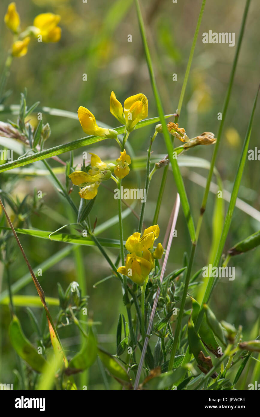 Meadow vetchling o meadow pea Lathyrus pratensis, giallo peaflower fioritura in downland prateria, Berkshire, Luglio Foto Stock