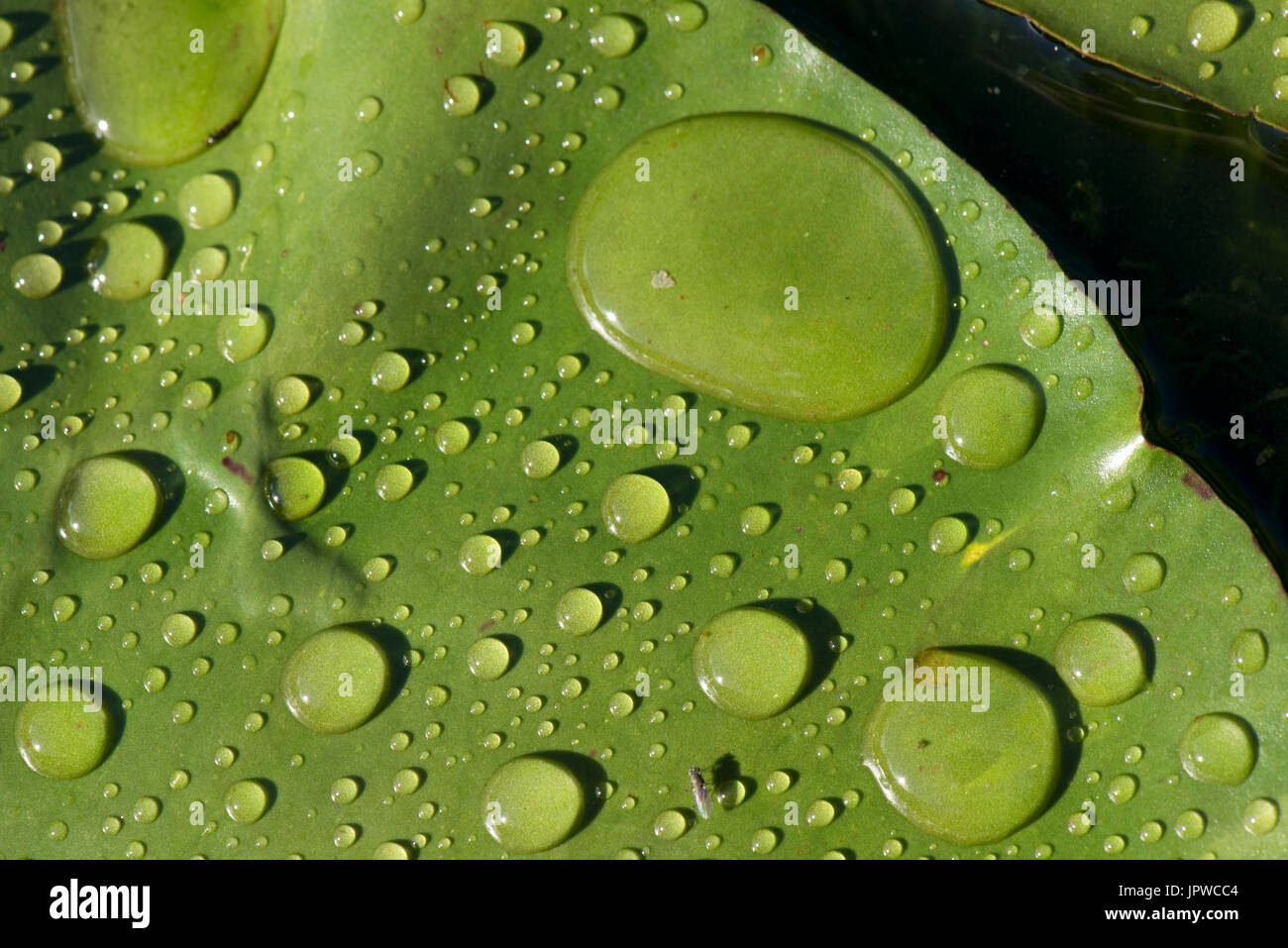 Gocce di pioggia round e discreta in un sole luminoso sulla superficie di un giglio di acqua pad su un showery giornata estiva, molto idrorepellente. Foto Stock