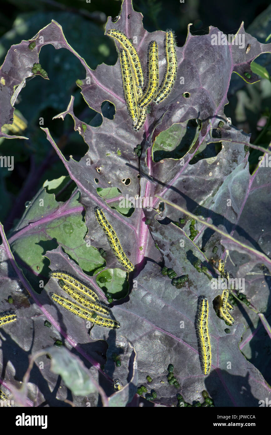 Il cavolo bianco, butterfly Sarcococca brassicae, bruchi, instar finale, alimentando su foglie di una varietà di colore viola di i cavoletti di Bruxelles Foto Stock