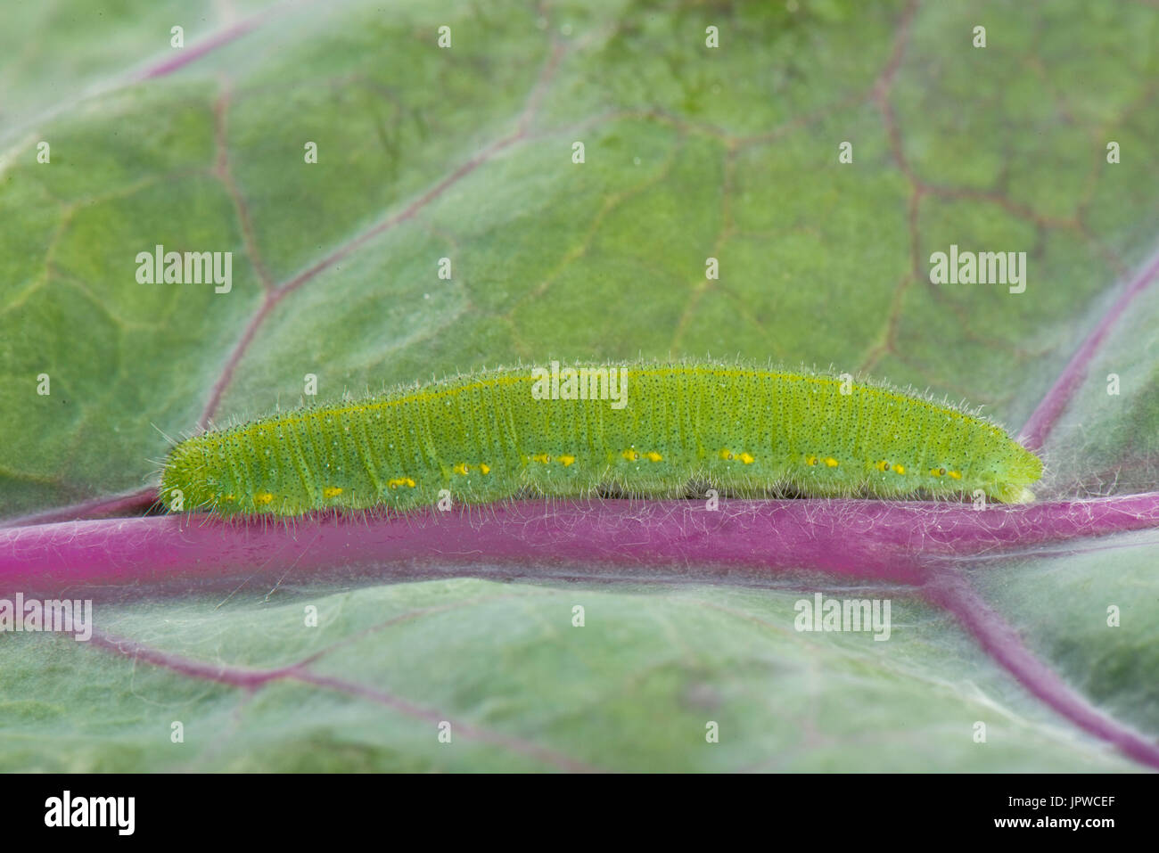 Piccola farfalla bianca, Pieris rapae, caterpillar che si nuote sulle foglie di una varietà viola di germogli di bruxelles, luglio Foto Stock