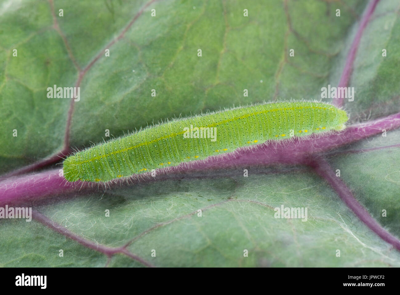 Piccola farfalla bianca, Pieris rapae, caterpillar che si nuote sulle foglie di una varietà viola di germogli di bruxelles, luglio Foto Stock