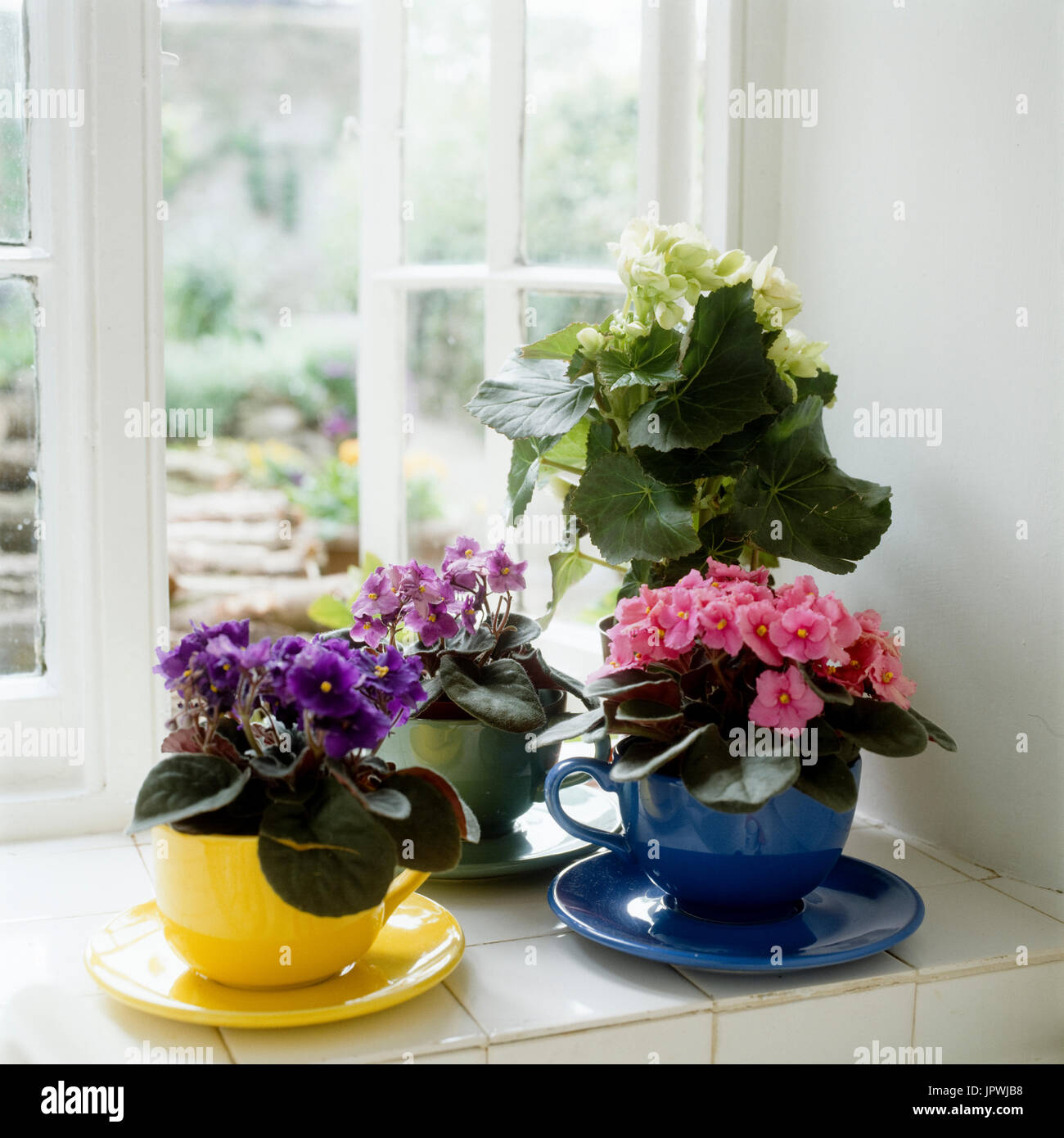 Vasi di fiori sul davanzale della finestra Foto Stock