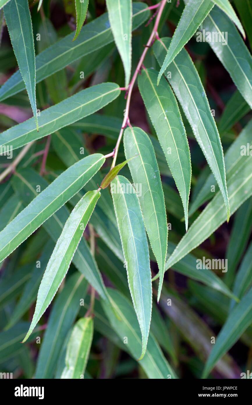 Willow leaf spiketail (Stachyurus salicifolius) Foto Stock