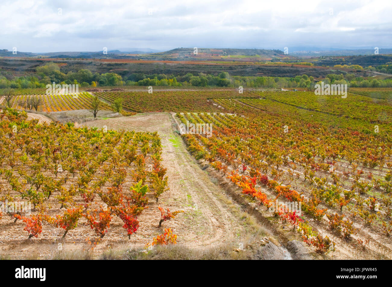 Vigneti in autunno. La Rioja, Spagna. Foto Stock
