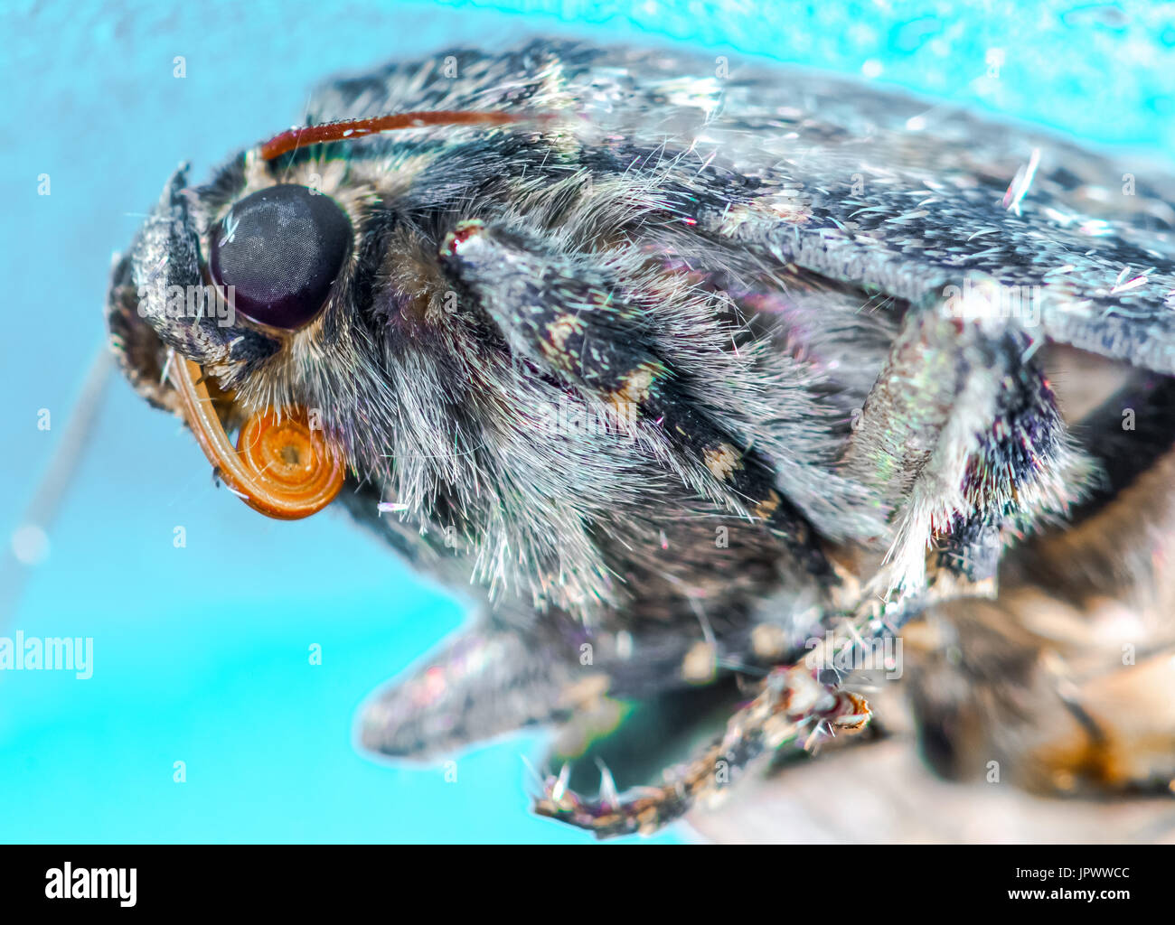 Il rame underwing casa comune moth Foto Stock