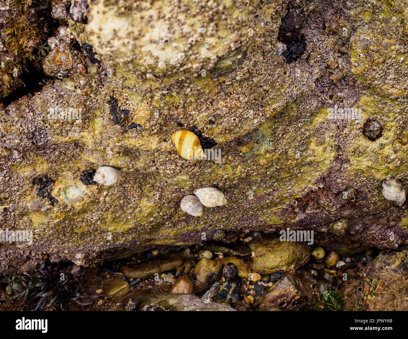 La vita di mare nelle piscine di roccia sulla costa del Regno Unito. Foto Stock