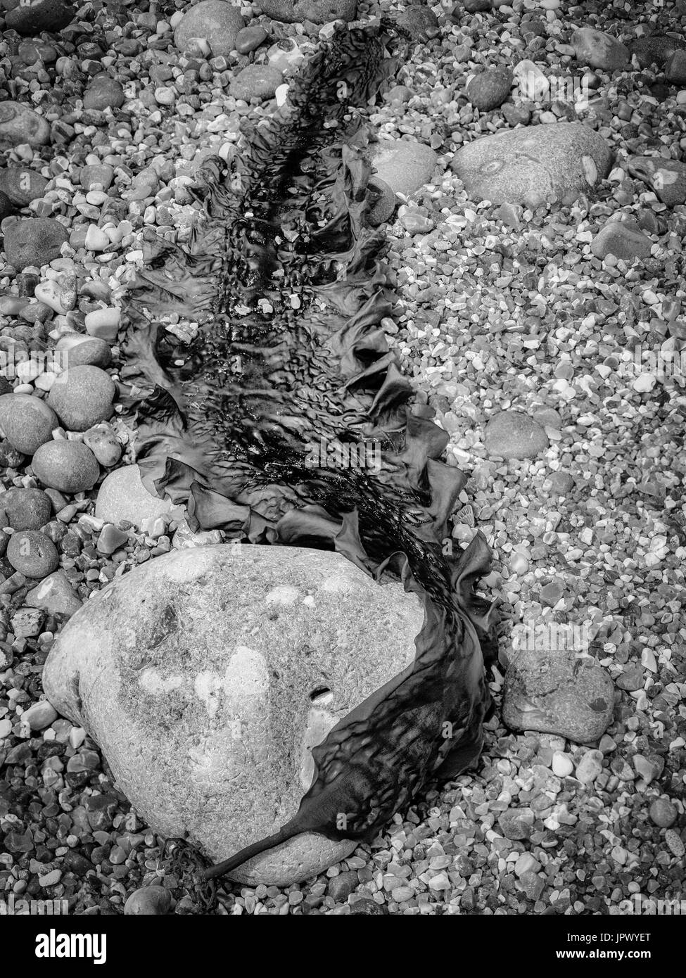 Cinghia di mare le alghe sulla spiaggia di ciottoli. Foto Stock