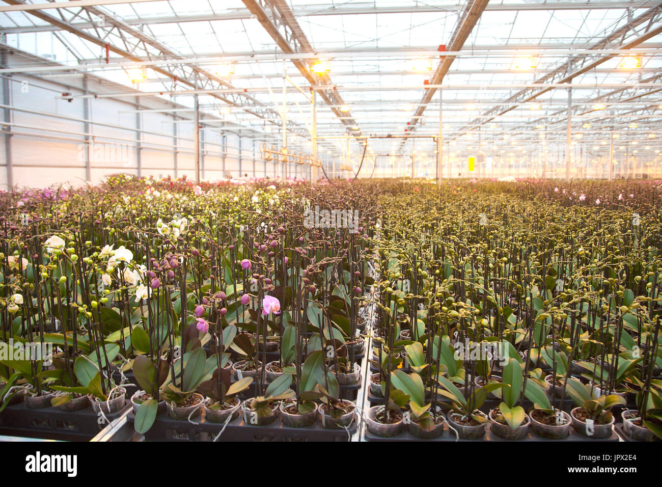 Giovani piante di orchidee nella grande casa di vetro Foto Stock