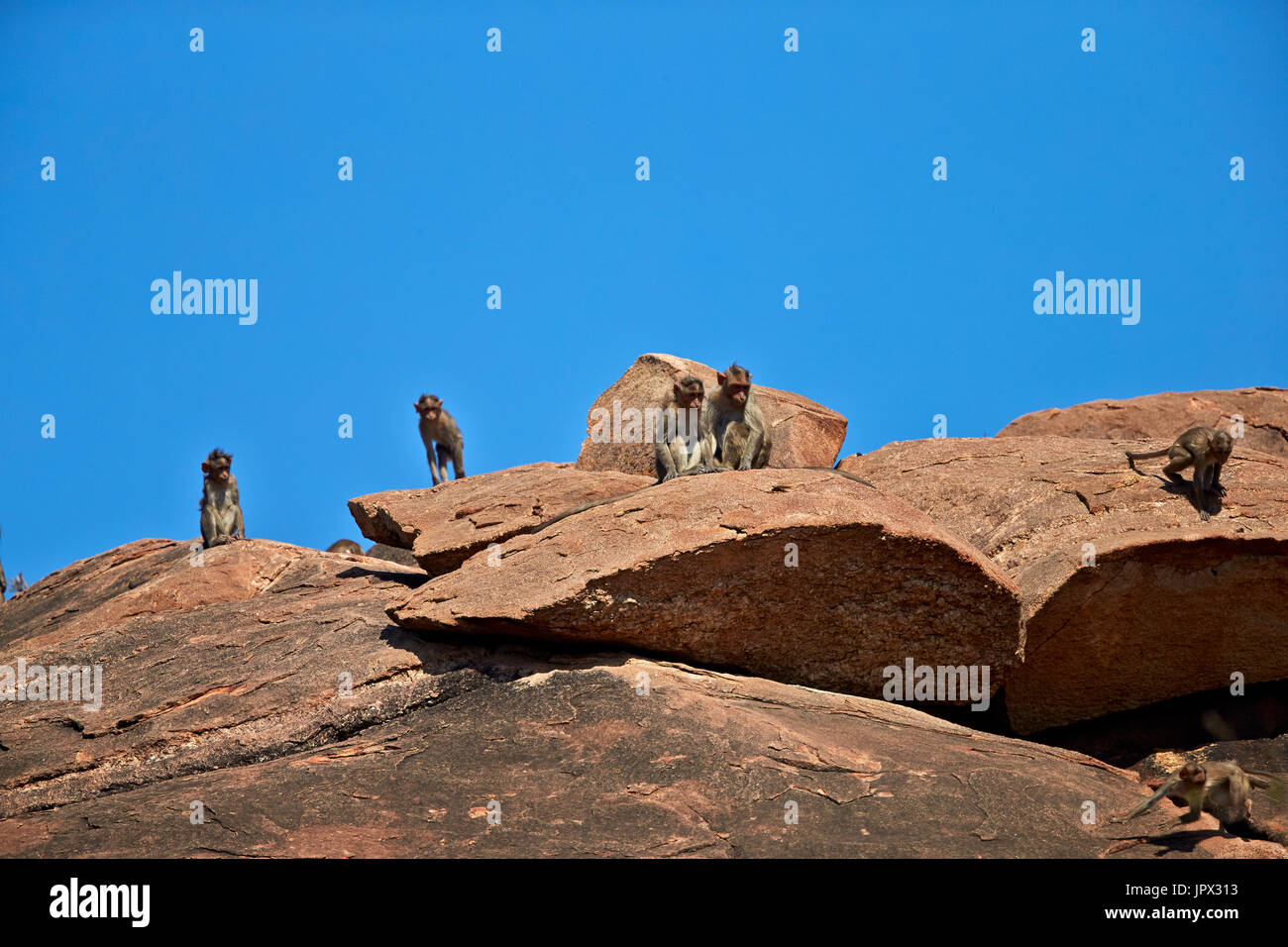 Cofano macachi su roccia - Mountain Sanduru India Foto Stock