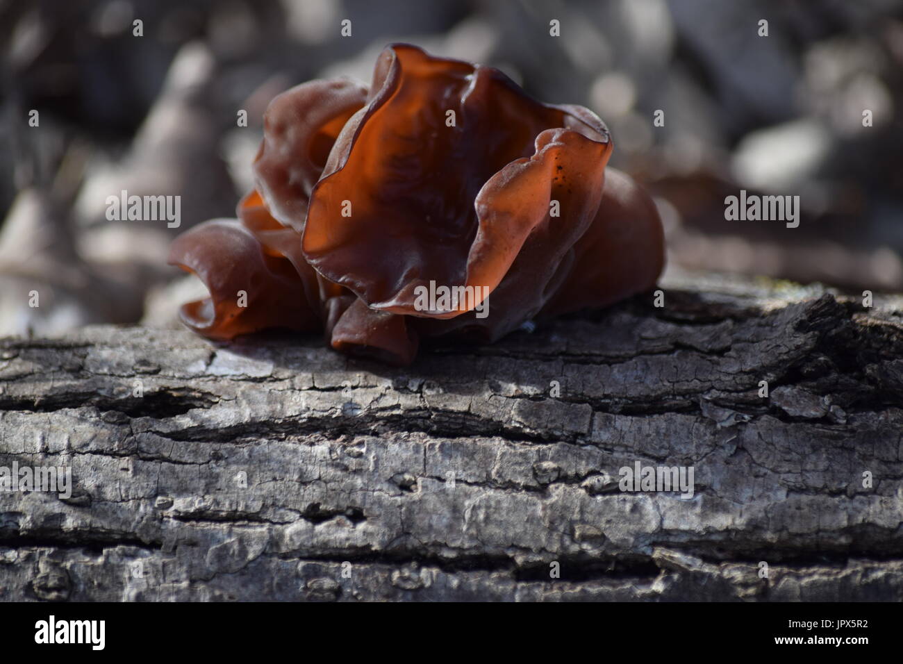 Orecchio legno fungo Foto Stock