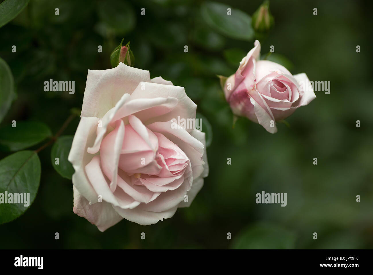 Rosa rampicante New Dawn Foto Stock