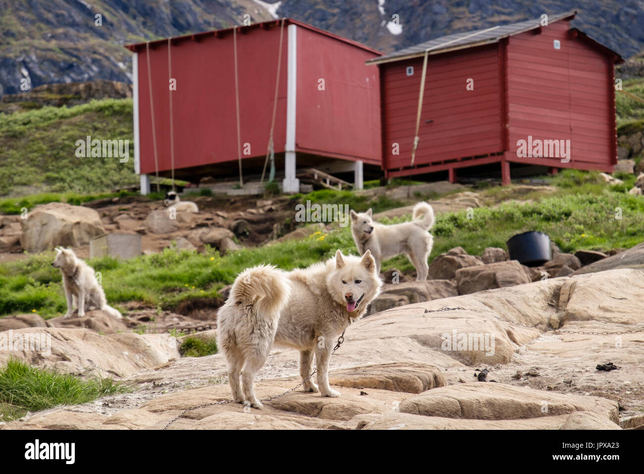 Groenlandese Huskies (Canis lupus familiaris borealis) incatenato al di fuori in estate. Sisimiut (Holsteinsborg), Qeqqata, Groenlandia. Foto Stock
