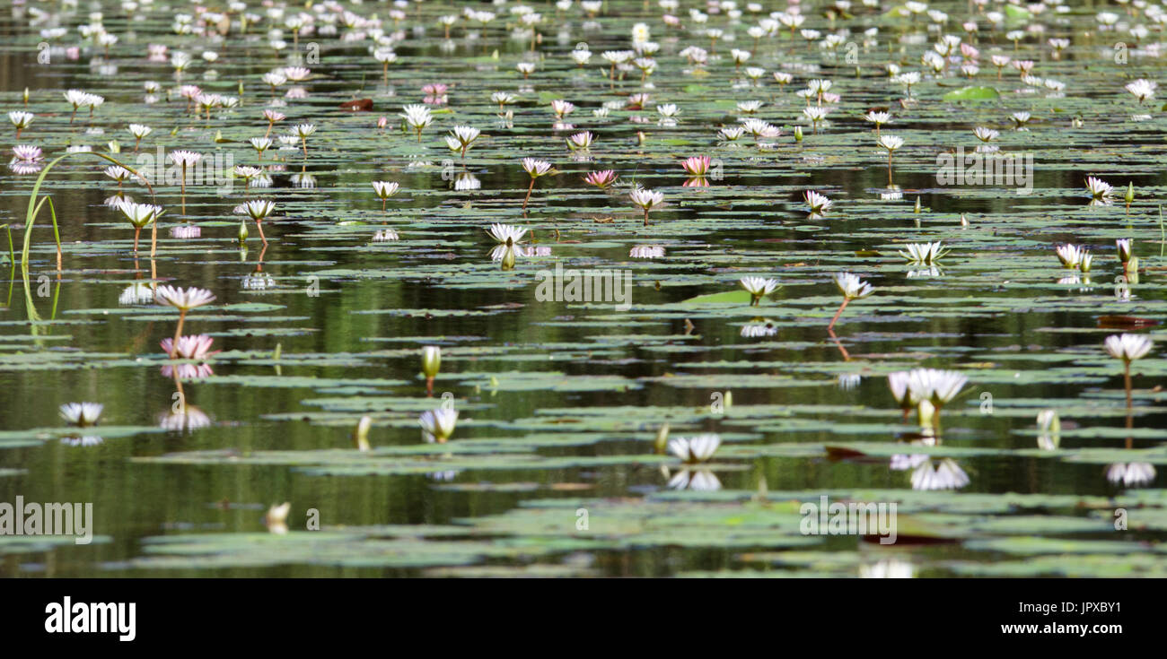 Lily Pond Mpumalanga in Sudafrica Foto Stock