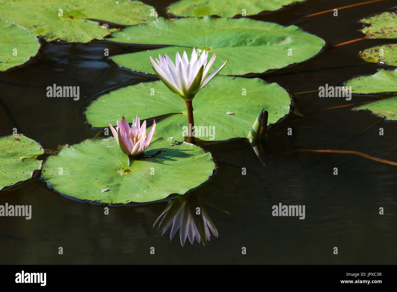 Bianco e rosa ninfee Mpumalanga in Sudafrica Foto Stock