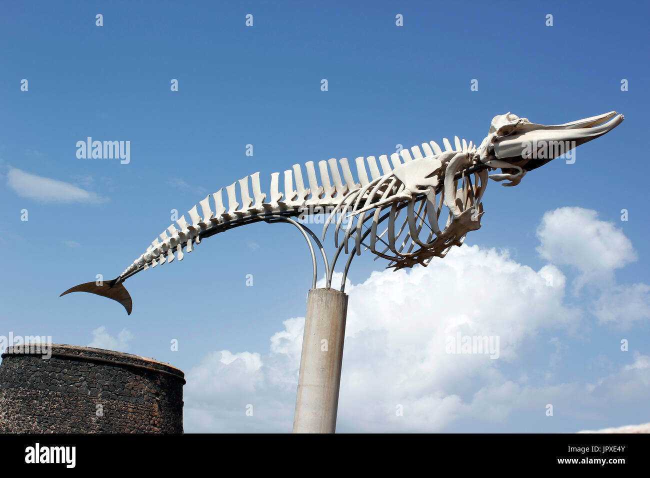 Una femmina adulta Cuvier fatturati di scheletro di balena a El Cotillo, Fuerteventura, Isole Canarie, Spagna Foto Stock