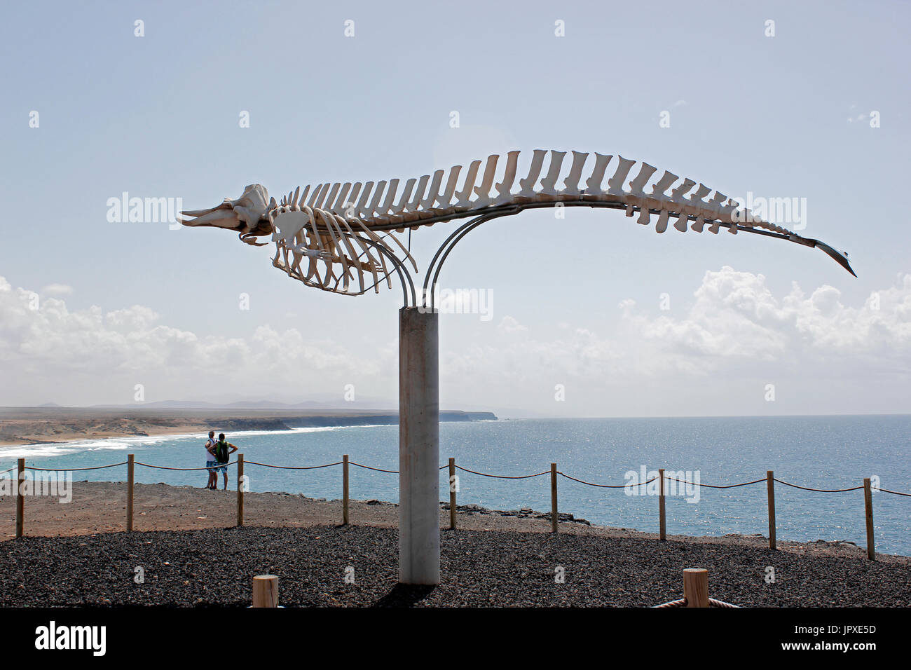 Una femmina adulta Cuvier fatturati di scheletro di balena a El Cotillo, Fuerteventura, Isole Canarie, Spagna Foto Stock