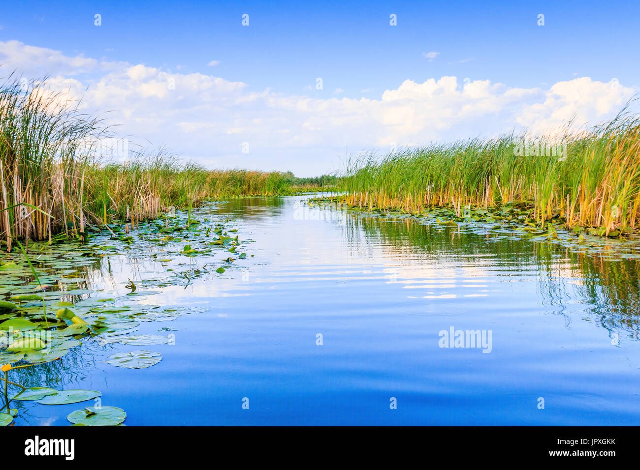 Il Delta del Danubio, Romania. Canale di acqua nel Delta del Danubio con vegetazione palustre. Foto Stock