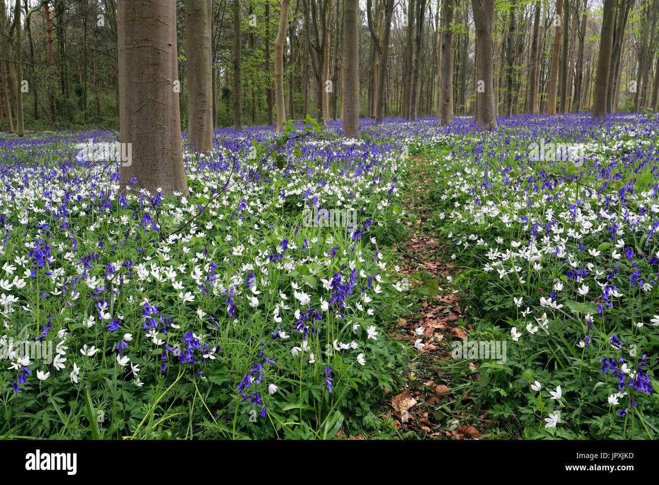 Paesaggio di primavera, tappeto di Bluebells e legno fiori Anemone; Castor Hanglands boschi; Cambridgeshire; Inghilterra Foto Stock